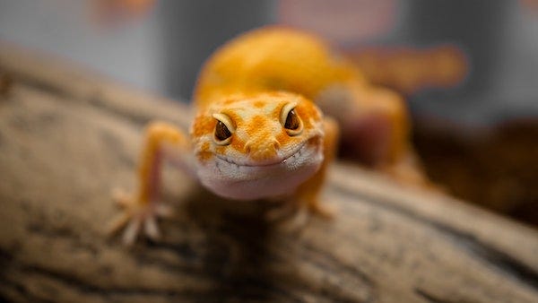 reptile-liazard