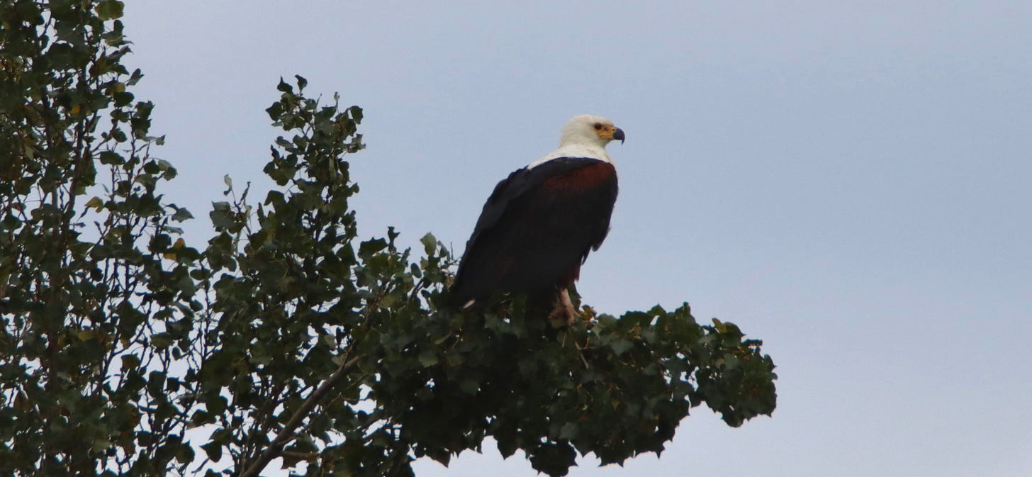 A picture of a fish eagle perched in a tree looking for fish in the below waters