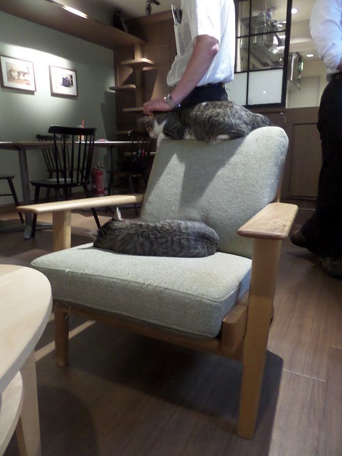 Calaugh Cat Cafe Calaugh Cat Cafe