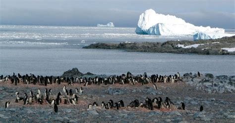 DDT showing up in Antarctic penguins - CSMonitor.com DDT showing up in Antarctic penguins - CSMonitor.com