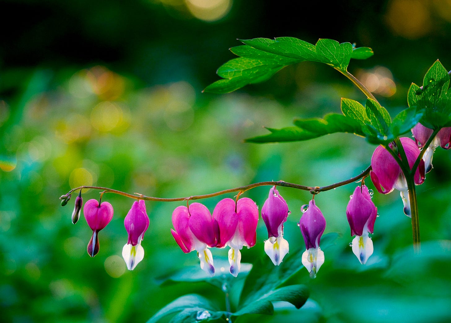 pink bleeding heart flowers with green leaves and raindrops