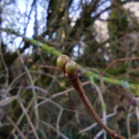 Image one, two tight little buds of guelder rose; two bright green buds, either side of a stem that seems a little square, perhaps a climber; two dark red-brown buds on a wild cherry