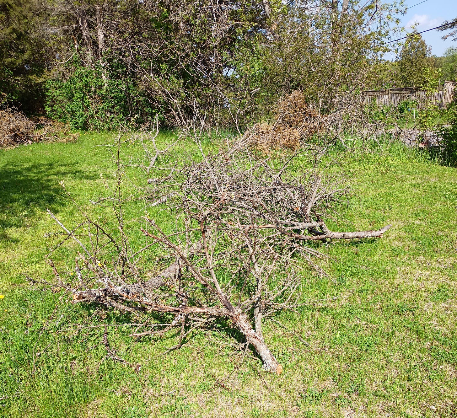 A series of branches from an apple tree cut into lengths ranging from 2m to 3m.
