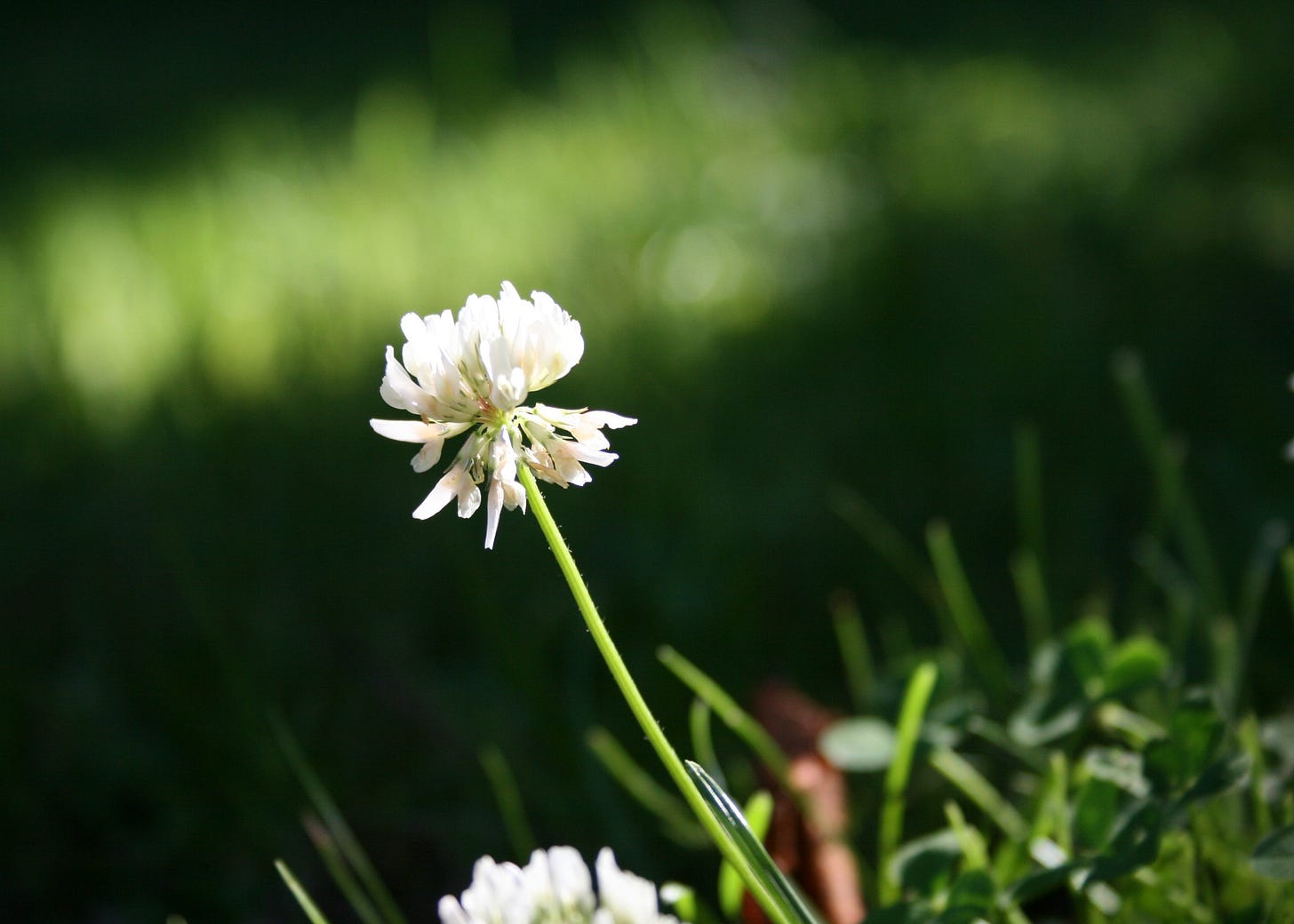 close up of simple clover flower
