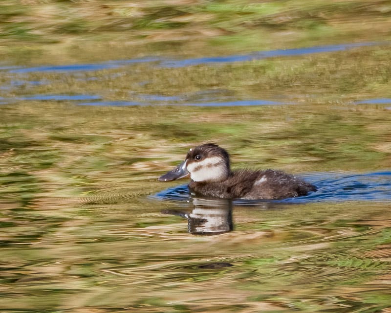 20250922-Sewailo-142-Edit.jpg 20250922-Sewailo-142-Edit.jpg