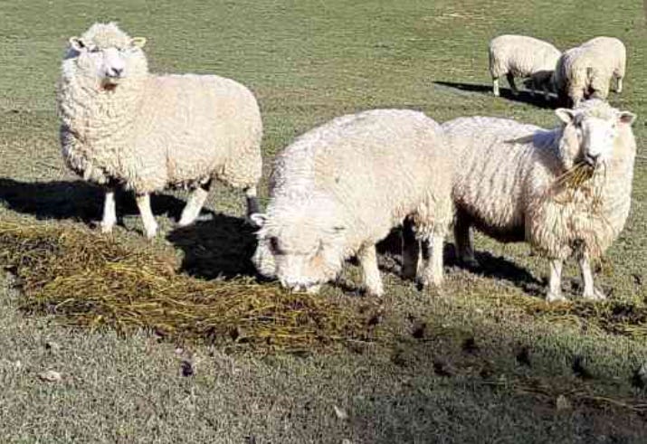 3 woolly sheep eating lucerne hay on frozen grass. 3 woolly sheep eating lucerne hay on frozen grass.