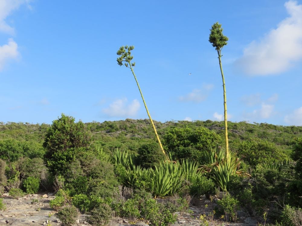 Antillean Nighthawk Nest Site