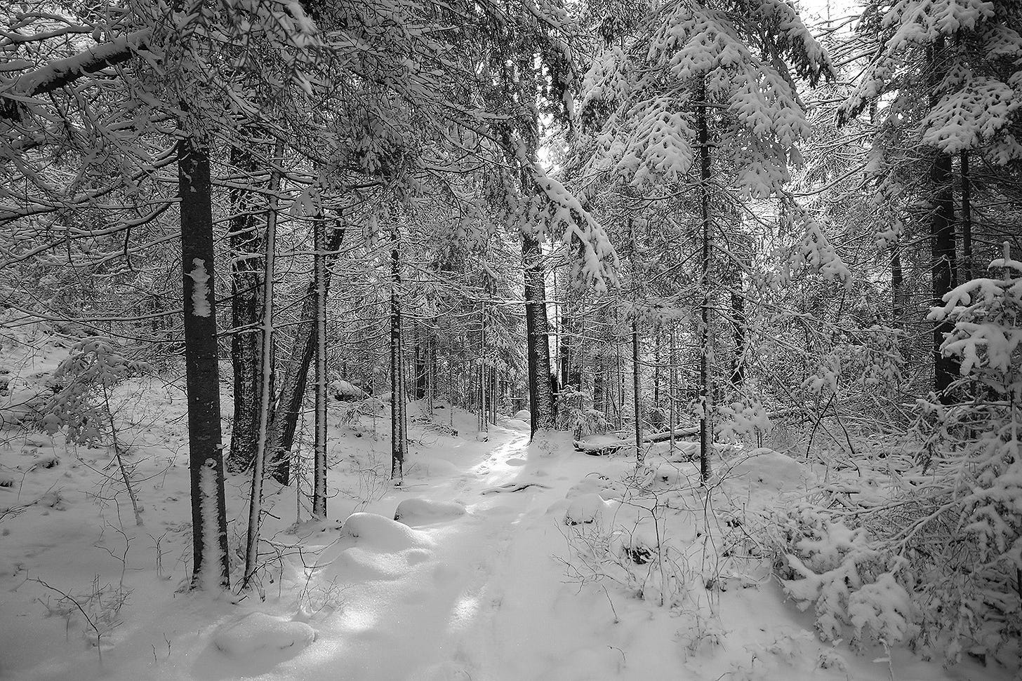 Algonquin • Foto feita com uma Nikkor Z DX 16-50mm f/3.5-6.3 VR • A “famosa” lente do kit das APS da linha Z da Nikon Algonquin • Foto feita com uma Nikkor Z DX 16-50mm f/3.5-6.3 VR • A “famosa” lente do kit das APS da linha Z da Nikon