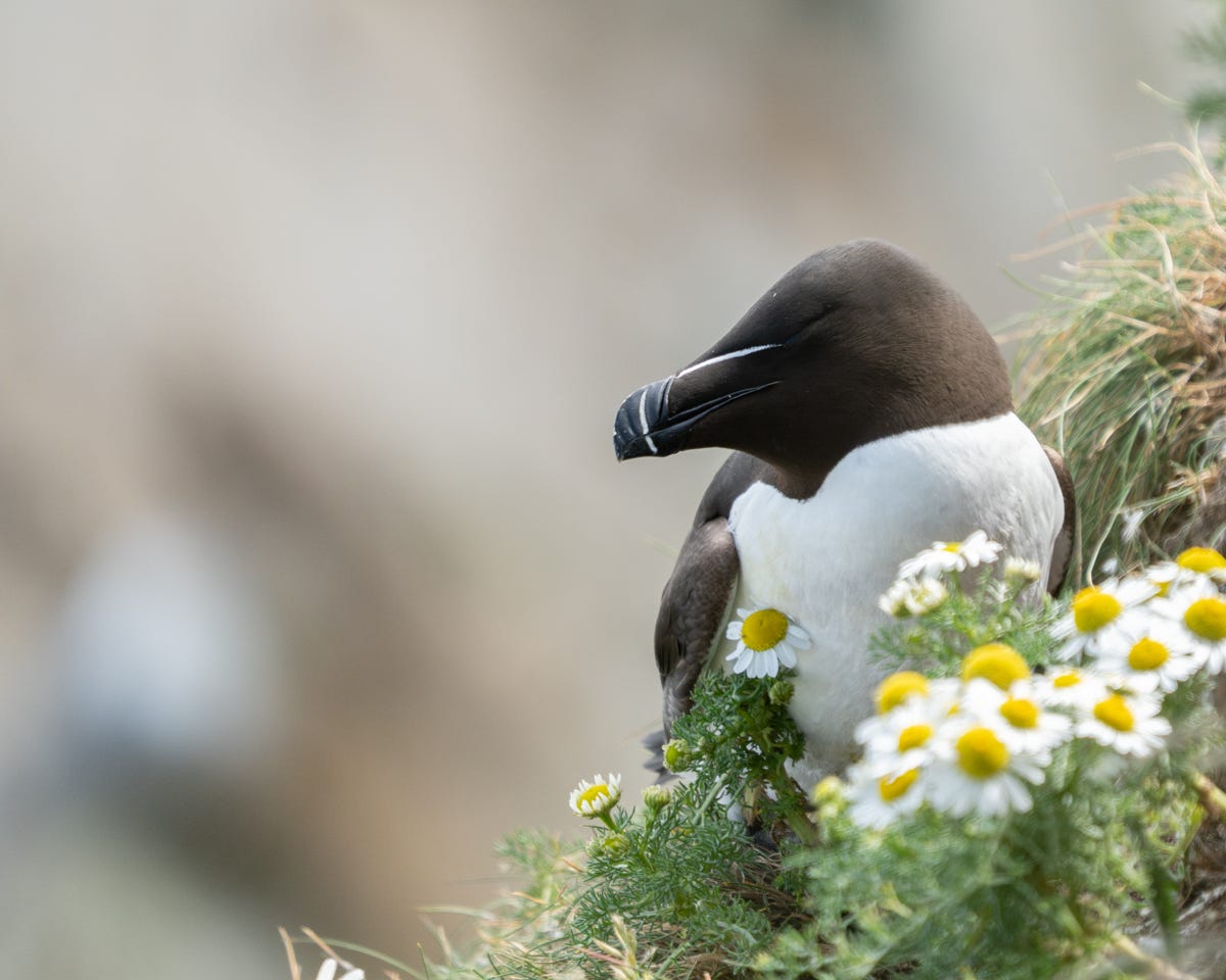A brownish-black chunky seabird with a wide beak and white chest, resting among the wildflowers