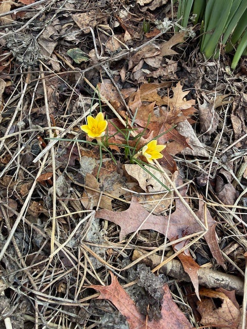 flowers blooming out of a pile of dry leaves; spring