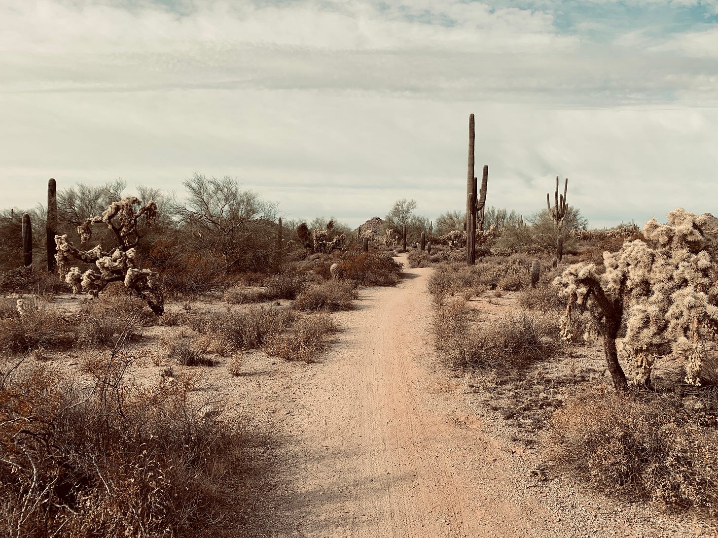 A dirt path leads through the Arizona desert. Shrubs, cholla cactus, and saguaro cactus are on both sides of the trails.