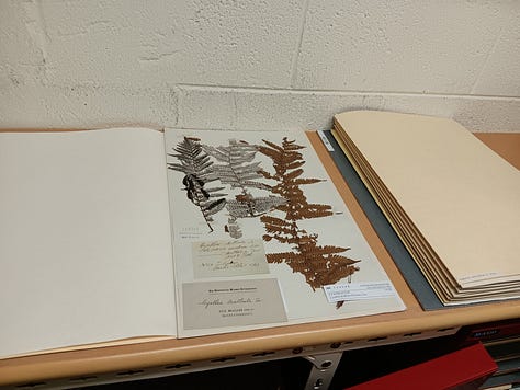 Three photos: 1 Silver fern four pieces two white side two brown side. 2. Another specimen this one rubiaceae. 3. Very orderly herbarium shelving, the boxes fit perfectly on the shelves filling them entirely