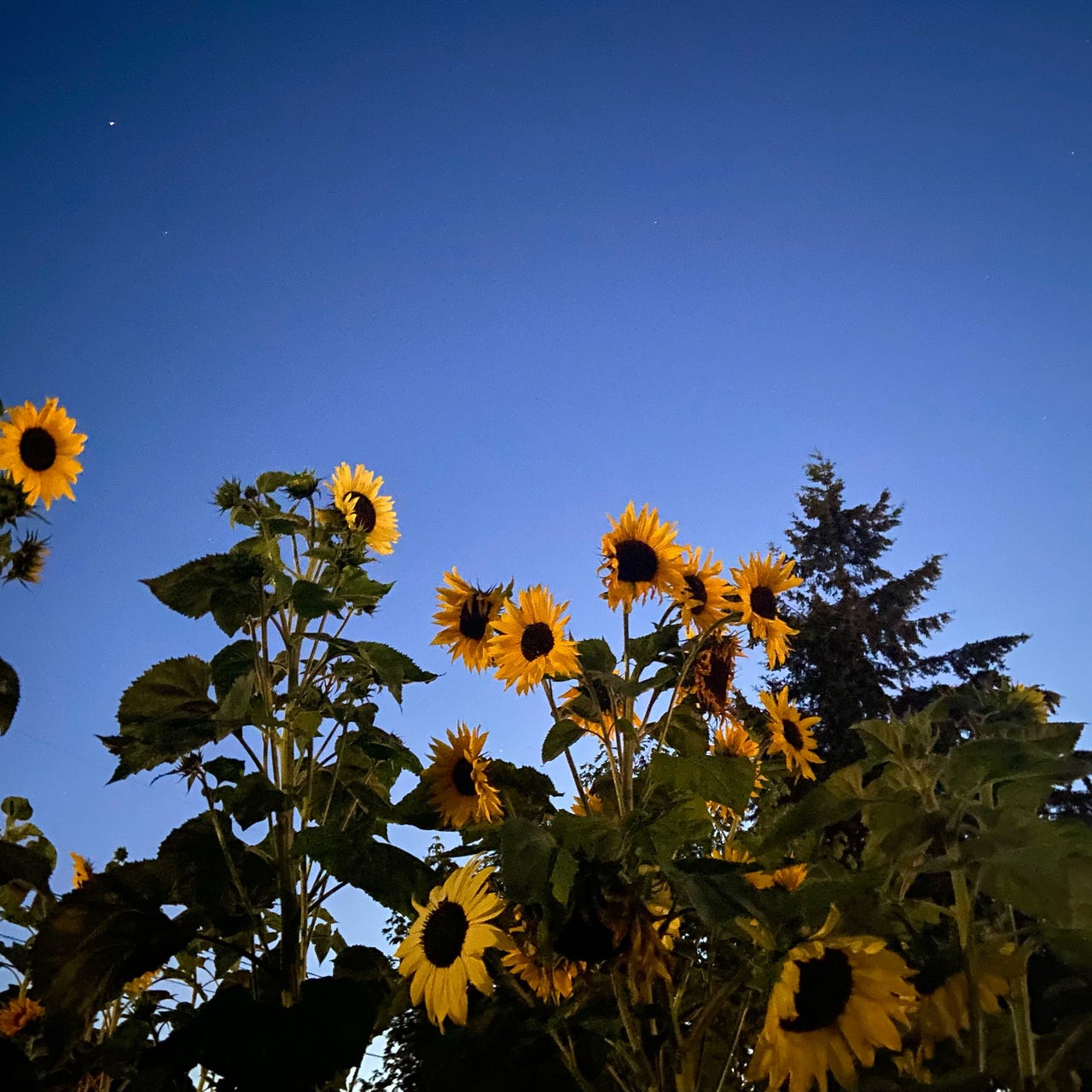 the garden still grows