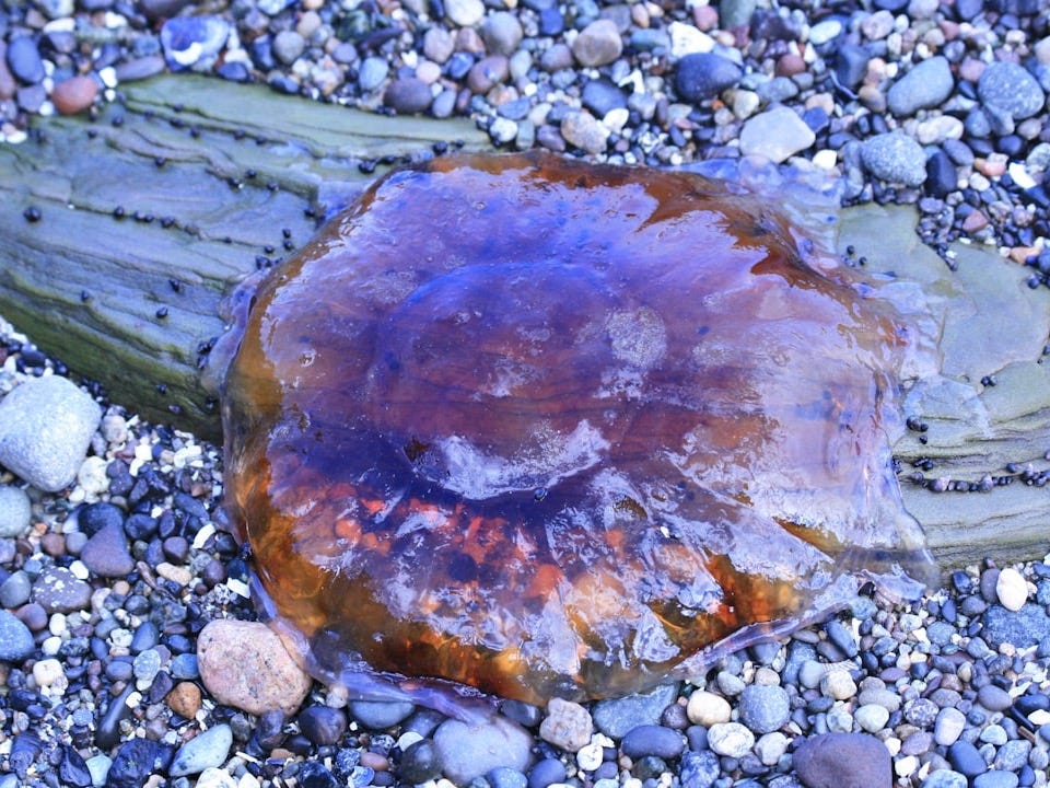 a jellyfish is sitting on a rock covered beach