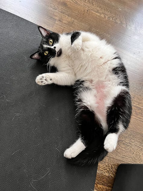 photos of beth spencers cats, sean, merv, and harmony