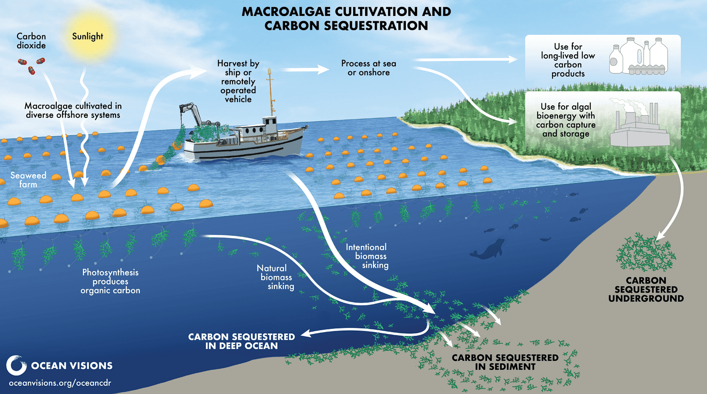 An illustration of macroalgae cultivation for carbon removal