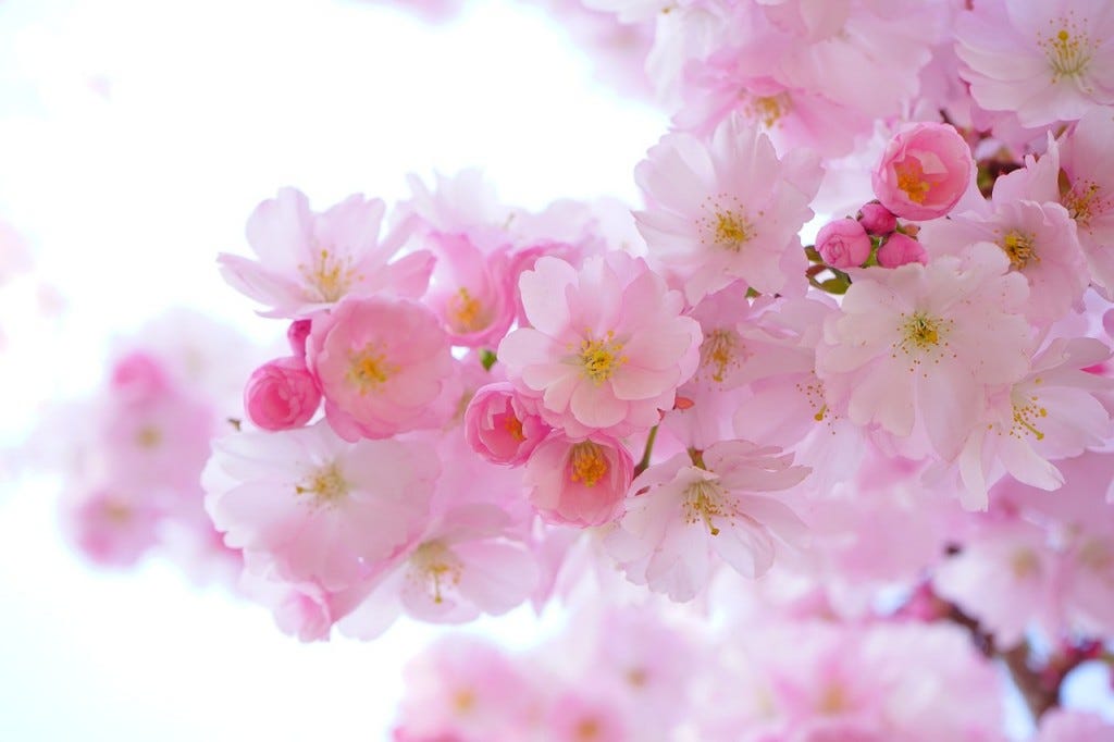japanese-cherry-trees-324175_1280 japanese-cherry-trees-324175_1280