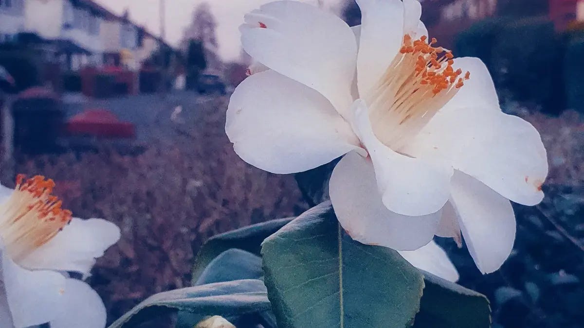 white camellia in the garden in grey morning light