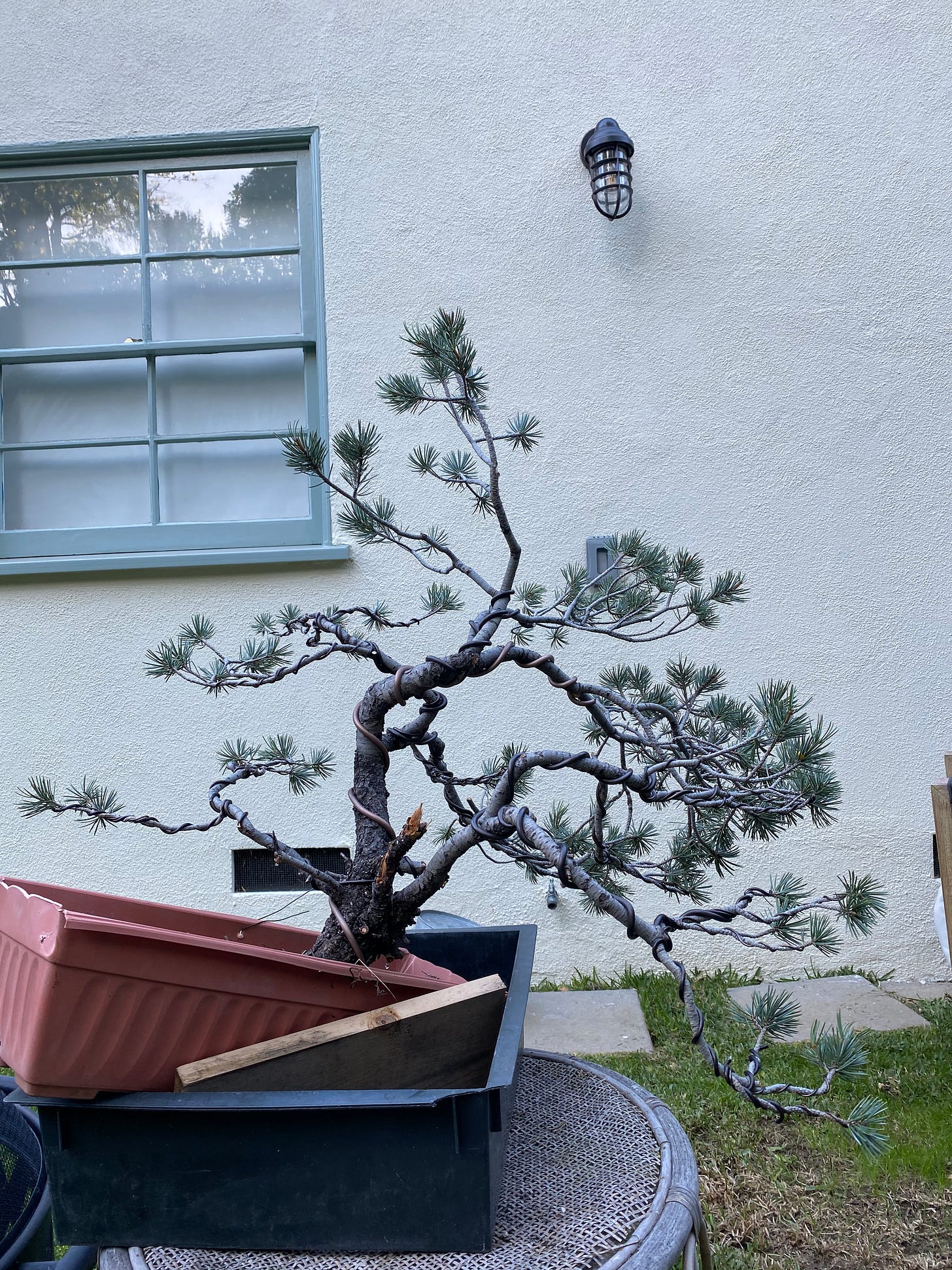 Picture of Tobin's pinyon pine