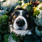 How To Be A Dog