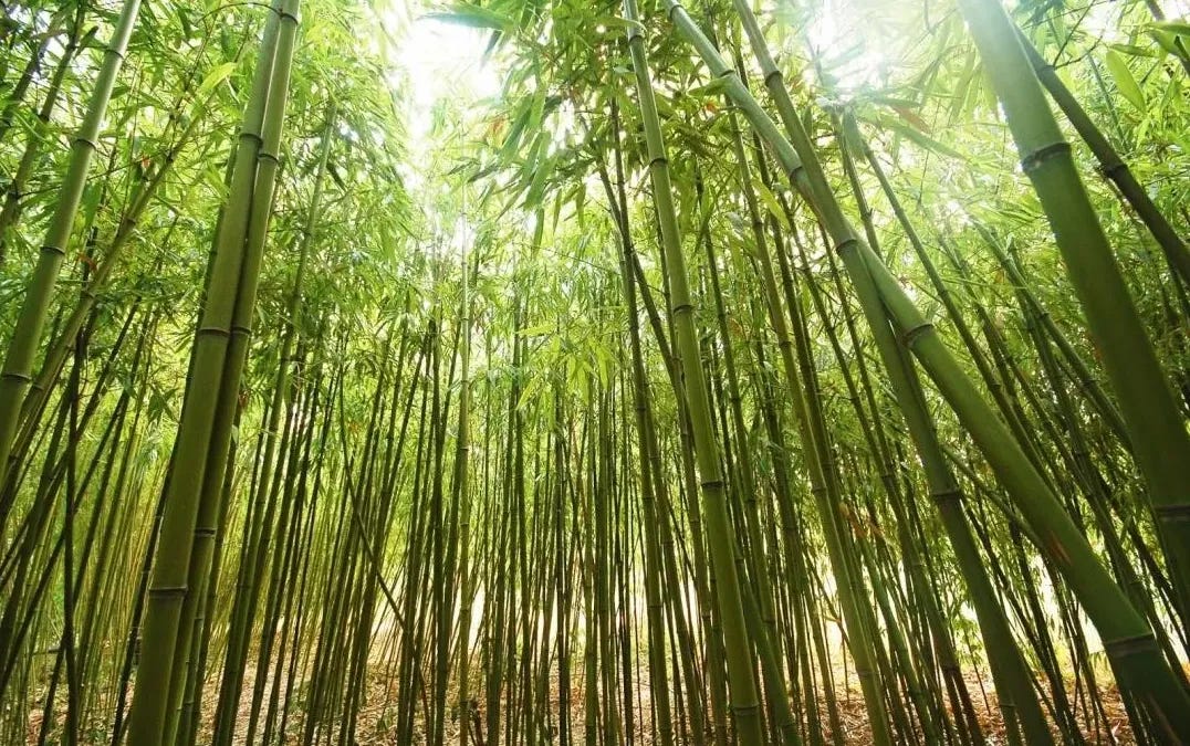 Chinese Bamboo Tree: The tree that takes 5 years to grow | SuperJunaid
