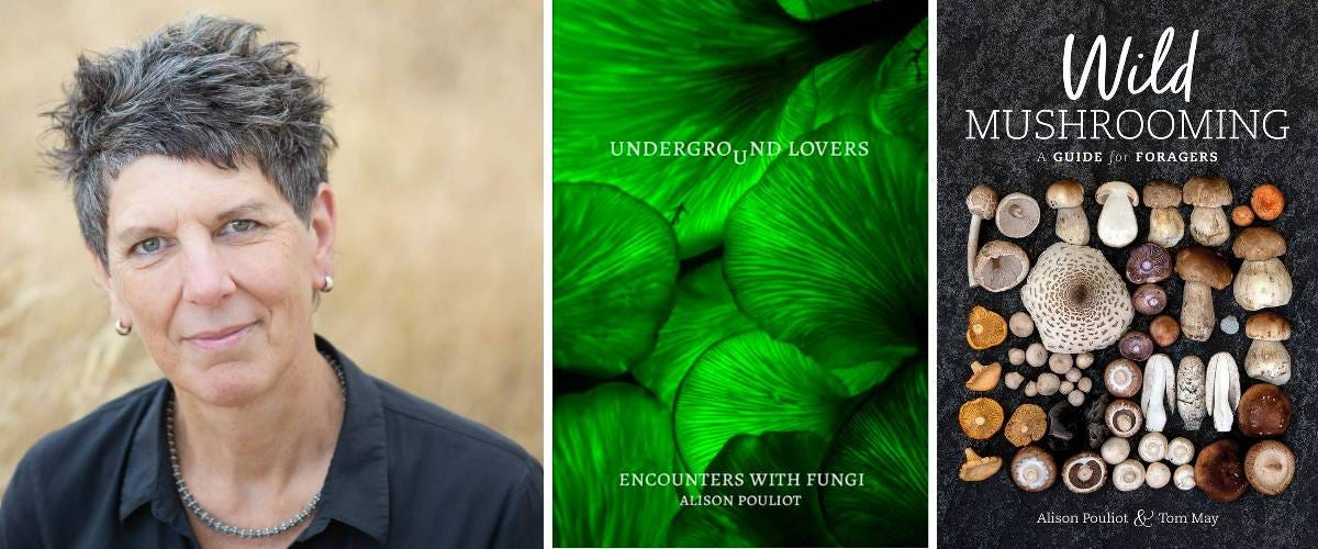 alison pouliot alison pouliot