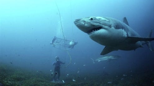 Sharks Inside
