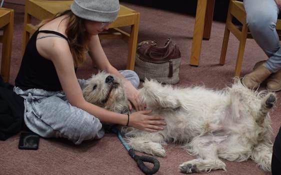 A person petting a dog

AI-generated content may be incorrect.