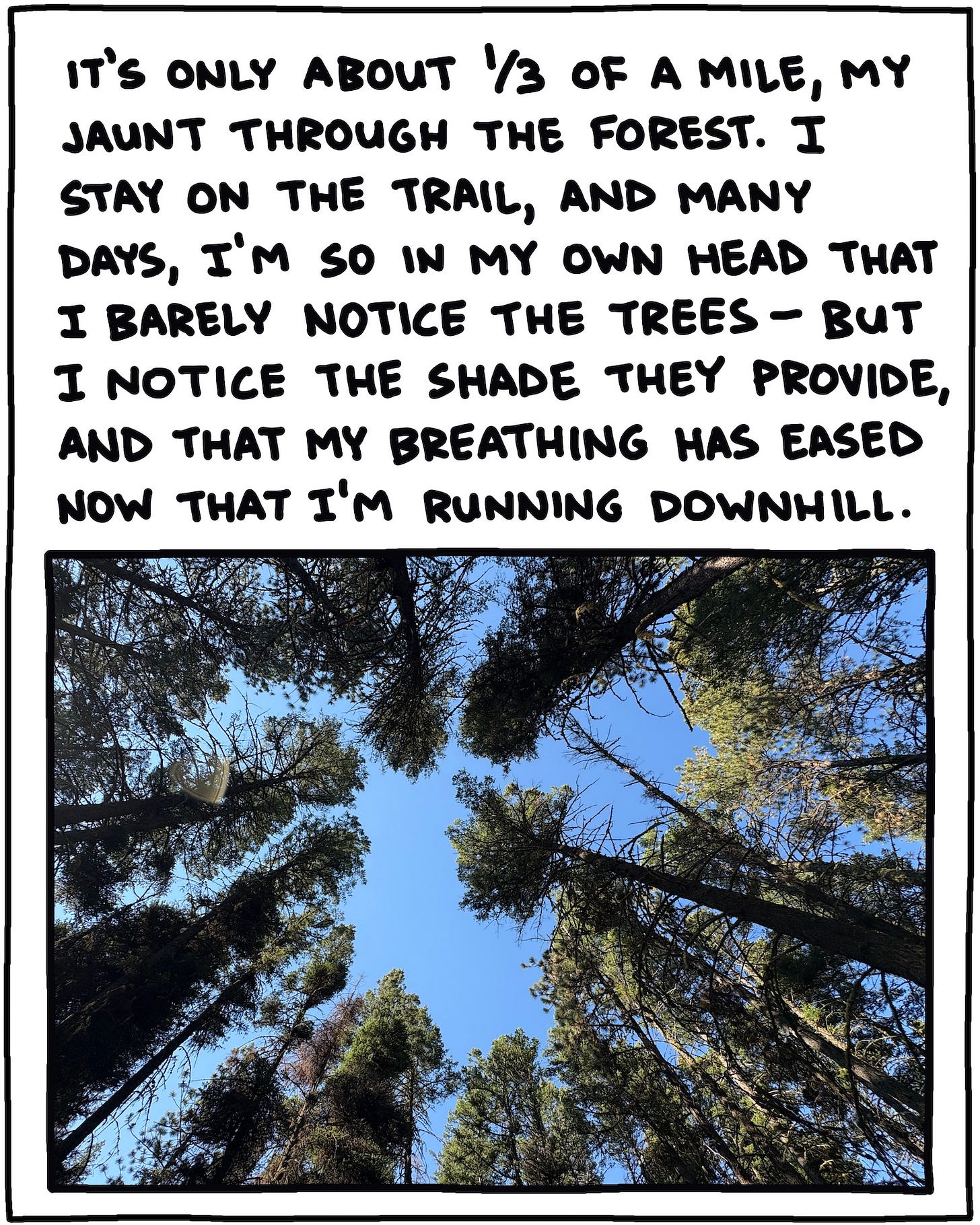 photo looking up into trees and text: It’s only about one-third of a mile, my jaunt through the forest. I stay on the trail, and many days, I’m so in my own head that I barely notice the trees—but I notice the shade they provide, and that my breathing has eased now that I’m running downhill.