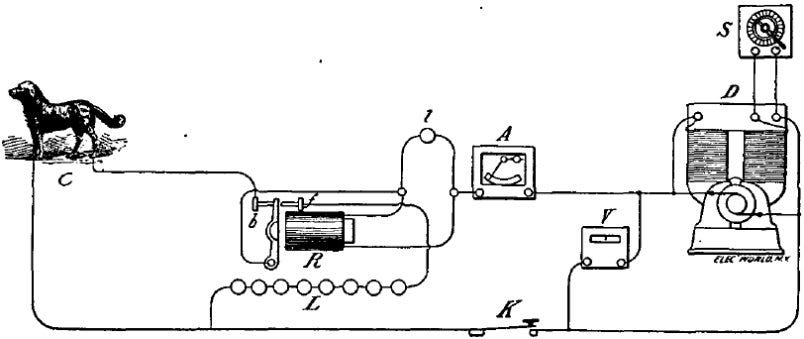 1888: One Newfoundland, for Thomas Alva Edison | Executed Today 1888: One Newfoundland, for Thomas Alva Edison | Executed Today