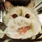 Kitty's avatar