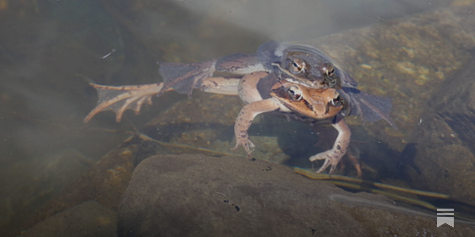 Online buzz about forbidden encounters