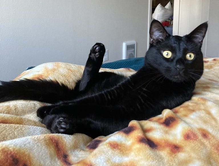 Sprite is looking up from grooming on the bed. His eyes are wide and ears forward, looking extremely attentive. Sprite is looking up from grooming on the bed. His eyes are wide and ears forward, looking extremely attentive.