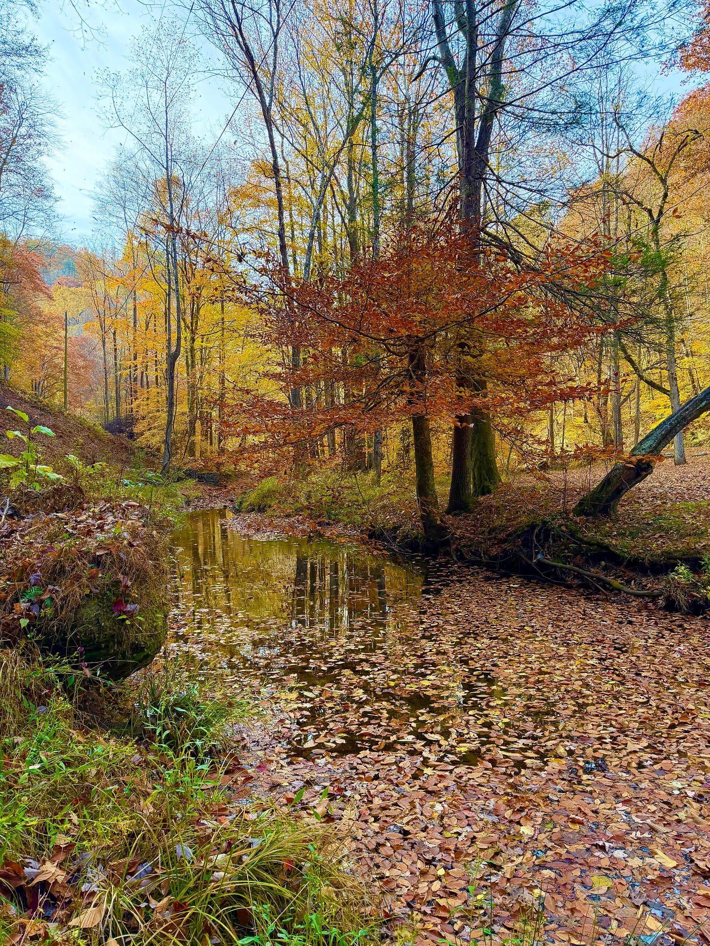 trees in autumn colors (yellows, oranges, browns) along a creek bank with fallen leaves scattered over its surface