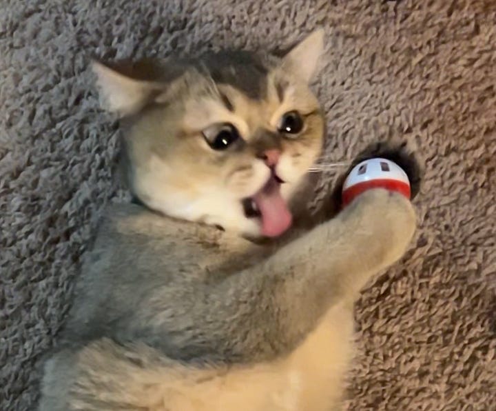 Two photos of baby Kevin, looking extra silly as he licks a toy ball and looking hilariously wide eyed and shocked at the camera.
