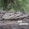 Anthropology.net