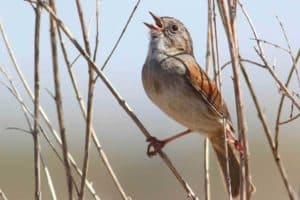 Bird singing