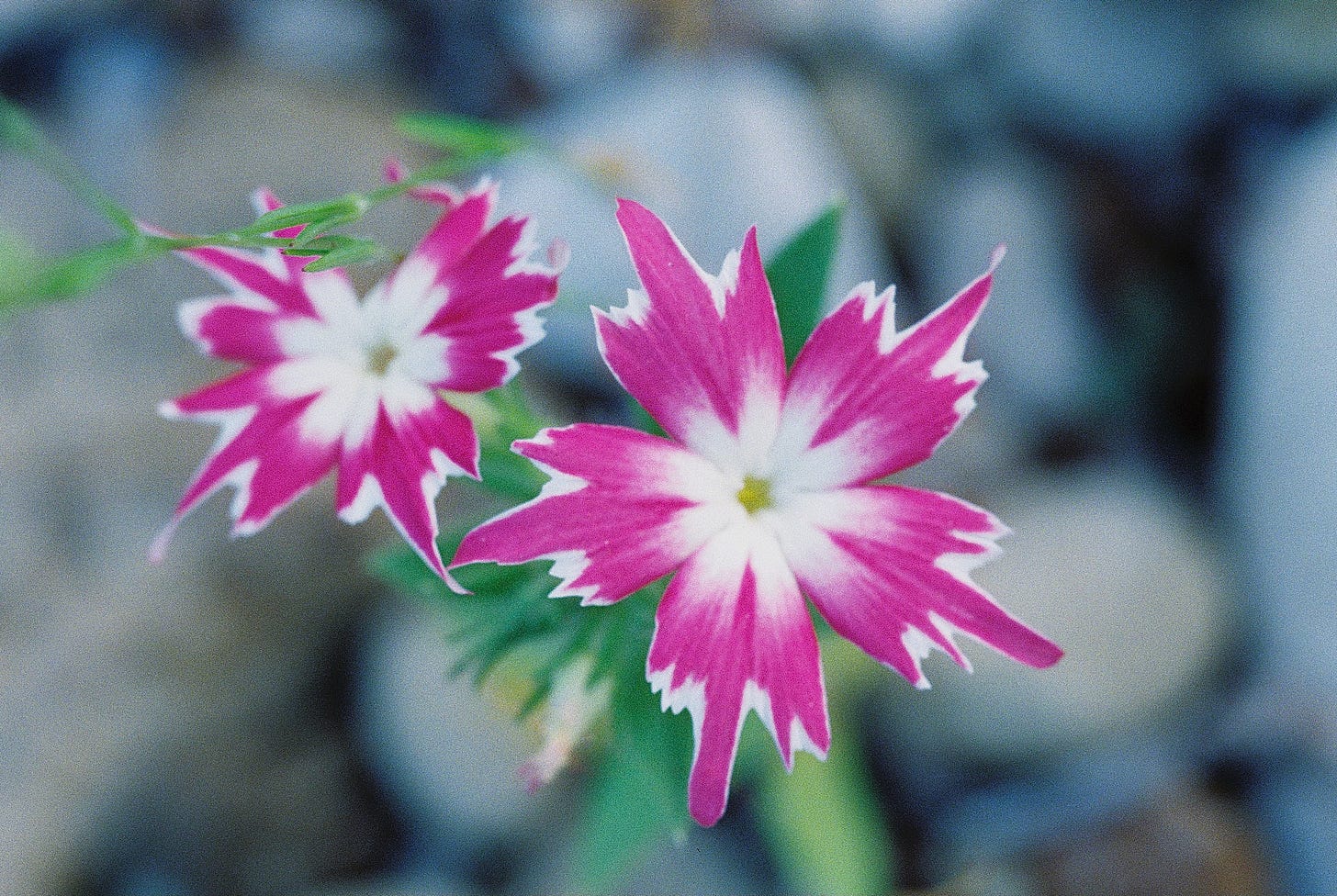 Film photo of wild phlox flowers with pink and white star petals