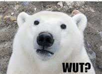 polar bear polar bear
