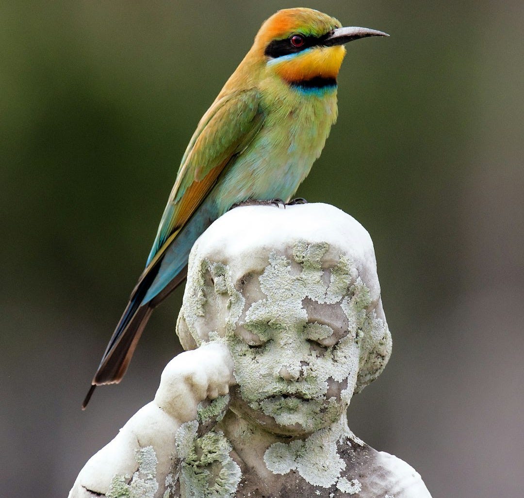 green and brown bird on white rock
