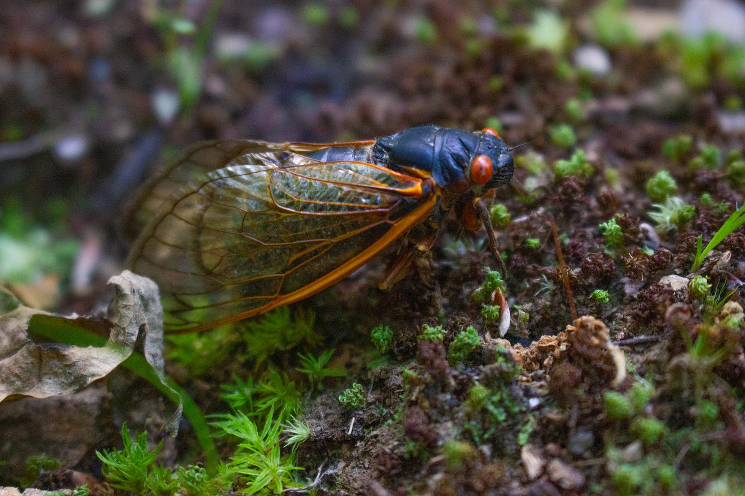 A black bug with red eyes and orange-veined glassy wings shown in profile as it walks over moss and leaf litter