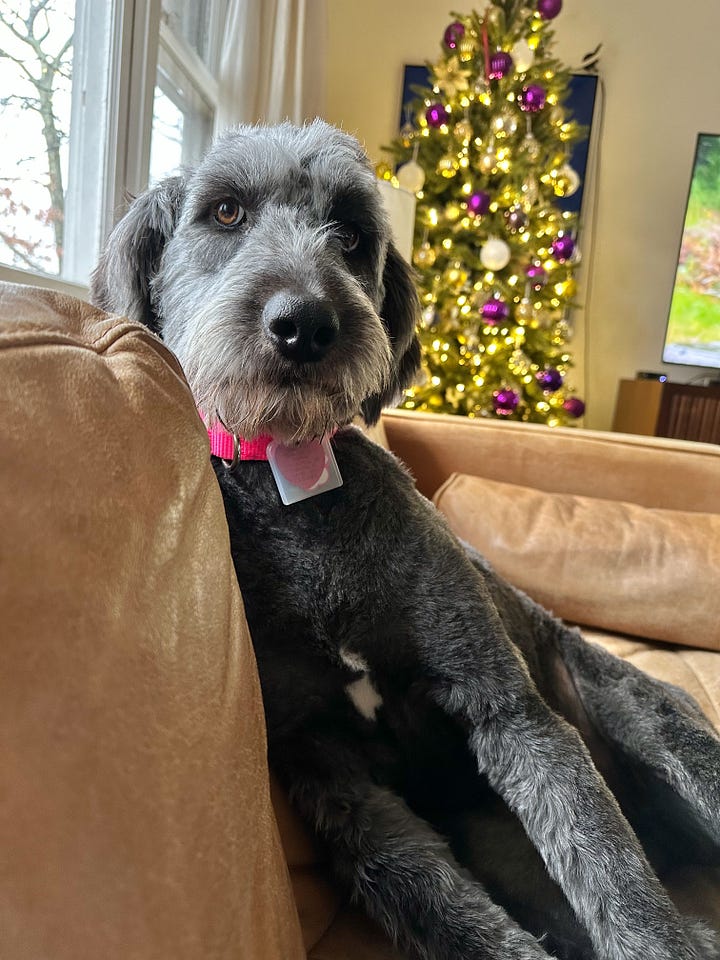 Birdy, a one-year old aussiedoodle strikes a pose.