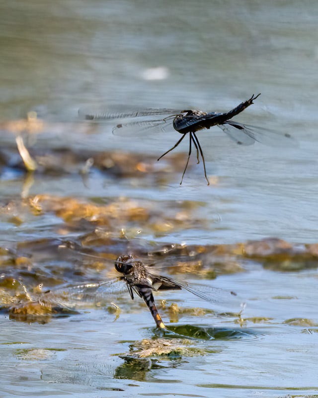 20250818-ElRio-274-Edit-Edit 2.jpg 20250818-ElRio-274-Edit-Edit 2.jpg