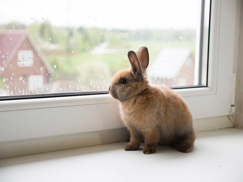 lapin mignon lapin mignon