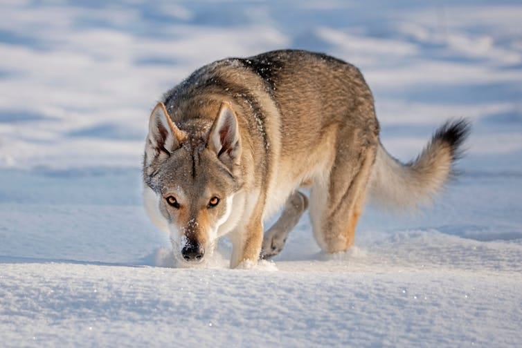 A wolfdog stands on a snowy field and looks at the camera slightly menacingly. A wolfdog stands on a snowy field and looks at the camera slightly menacingly.