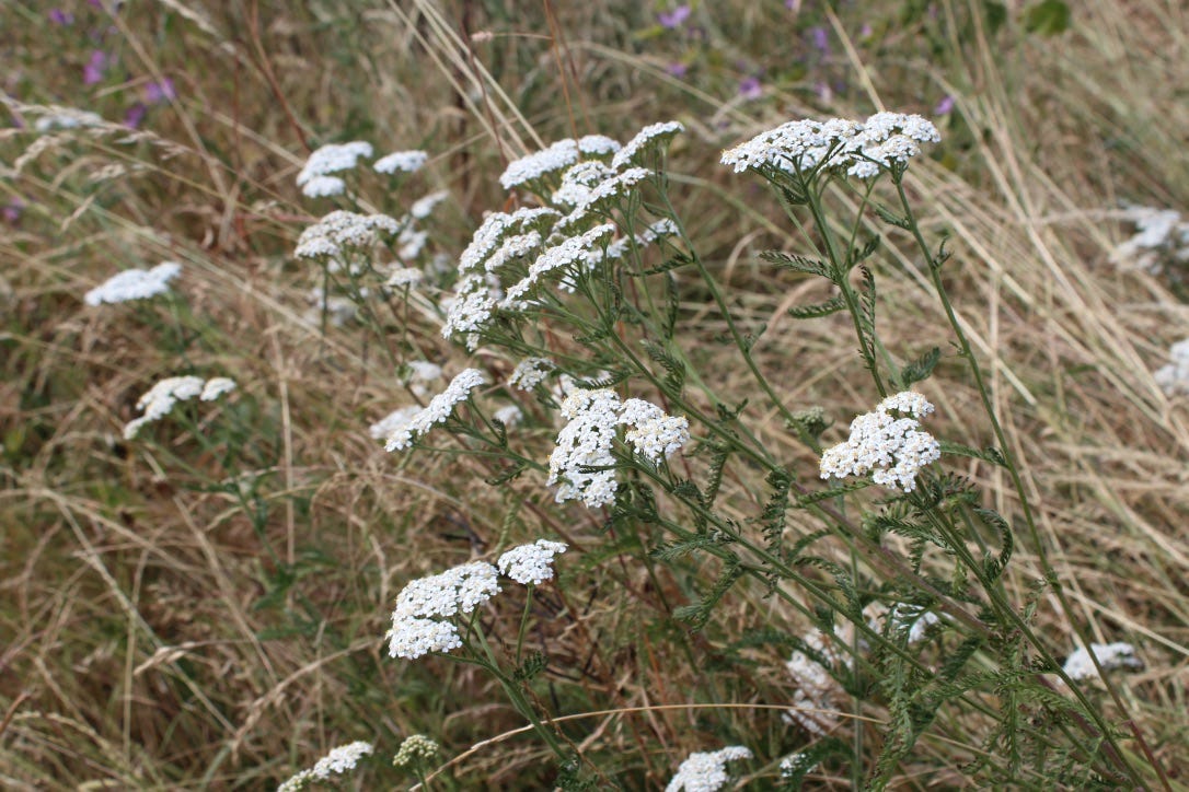 Achillea millefolium | yarrow in drought Achillea millefolium | yarrow in drought
