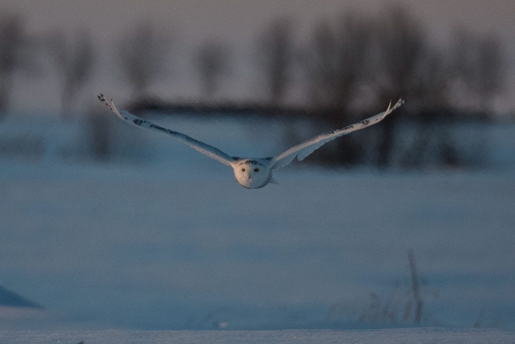 Snowy Owl At Sundown – Paul Gains Photography Snowy Owl At Sundown – Paul Gains Photography