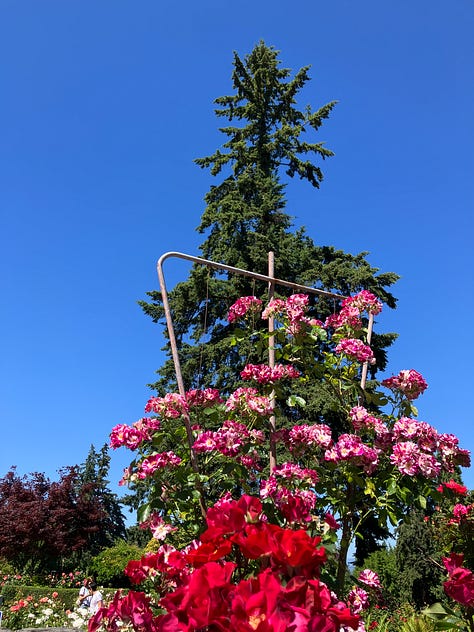 Roses and highlights from the International Rose Garden in Portland, Oregon