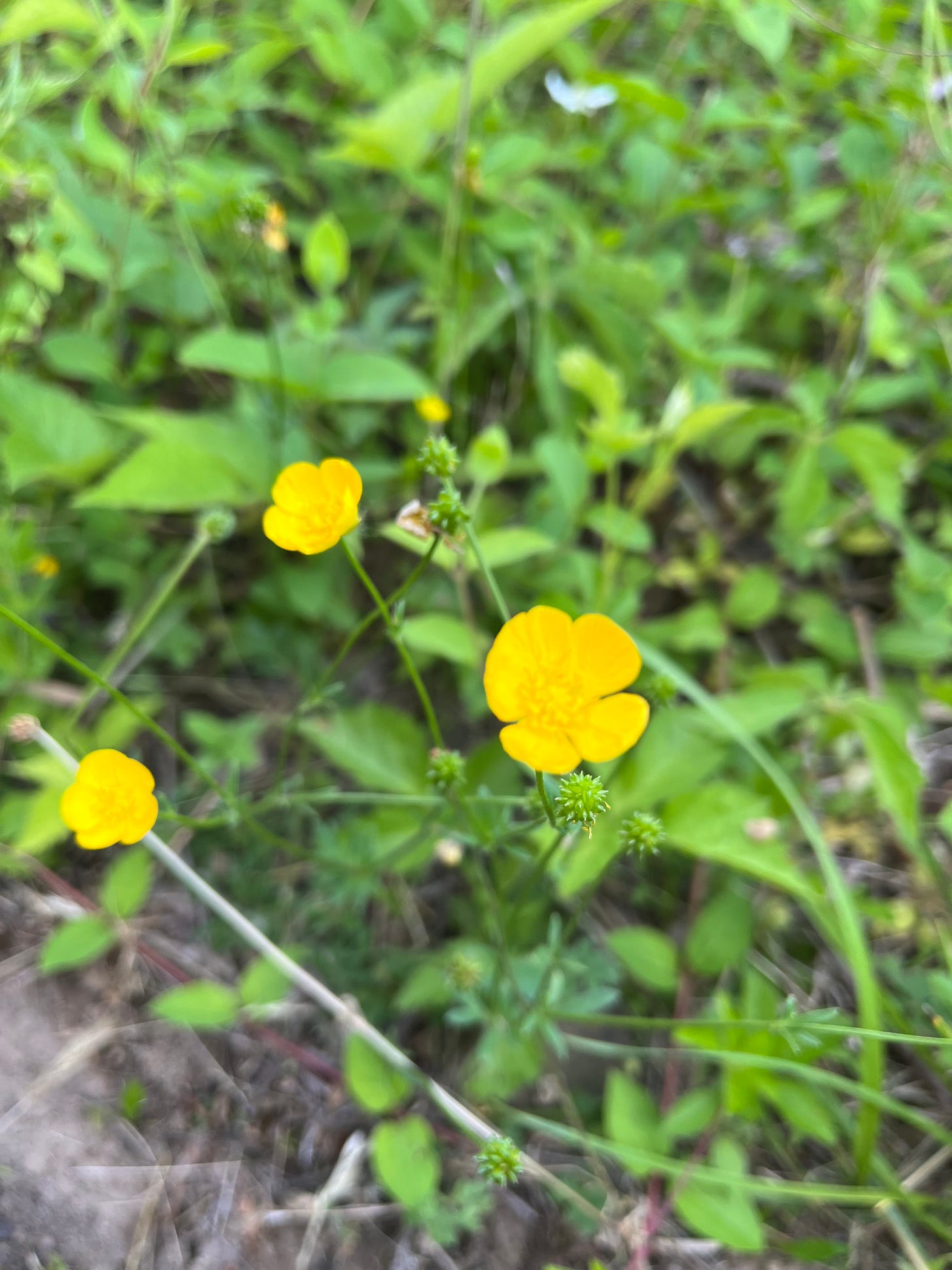 Photo of some yellow buttercup flowers.