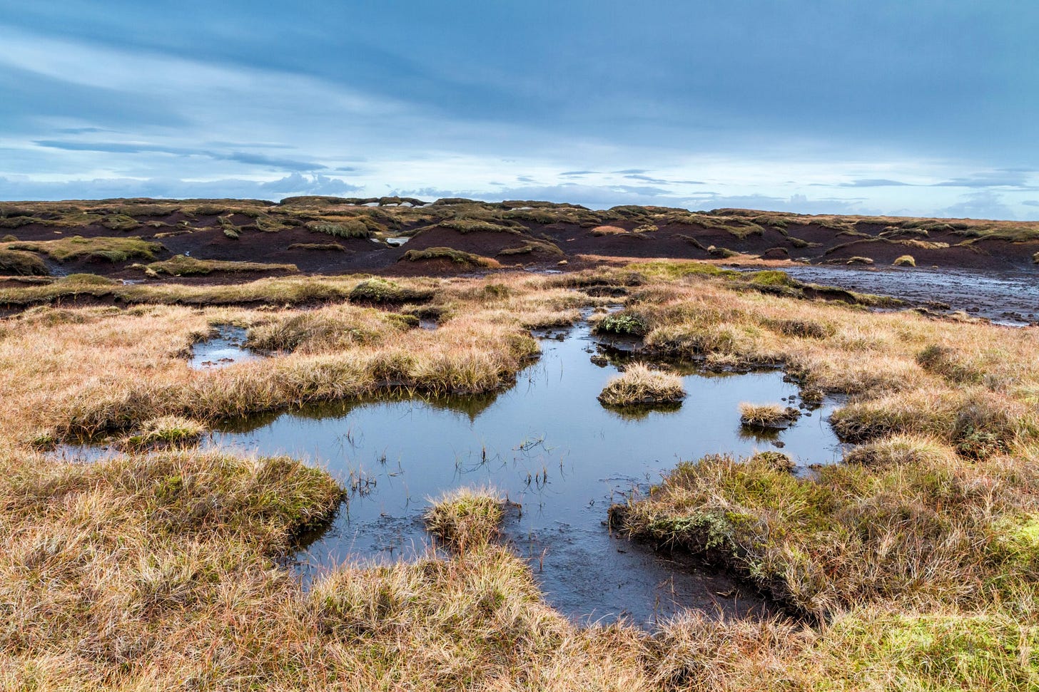 Peat takes millennia to generate, and bogs store 10 times more carbon than  forests — using it in gardening is madness - Country Life
